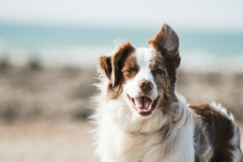 Cat photo test image from Unsplash