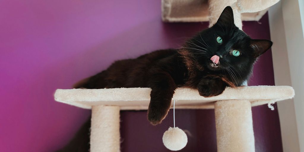 Black cat tree perch