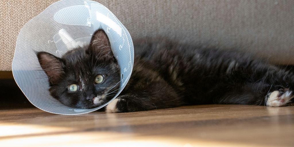 Black white tuxedo cone collar vet cat