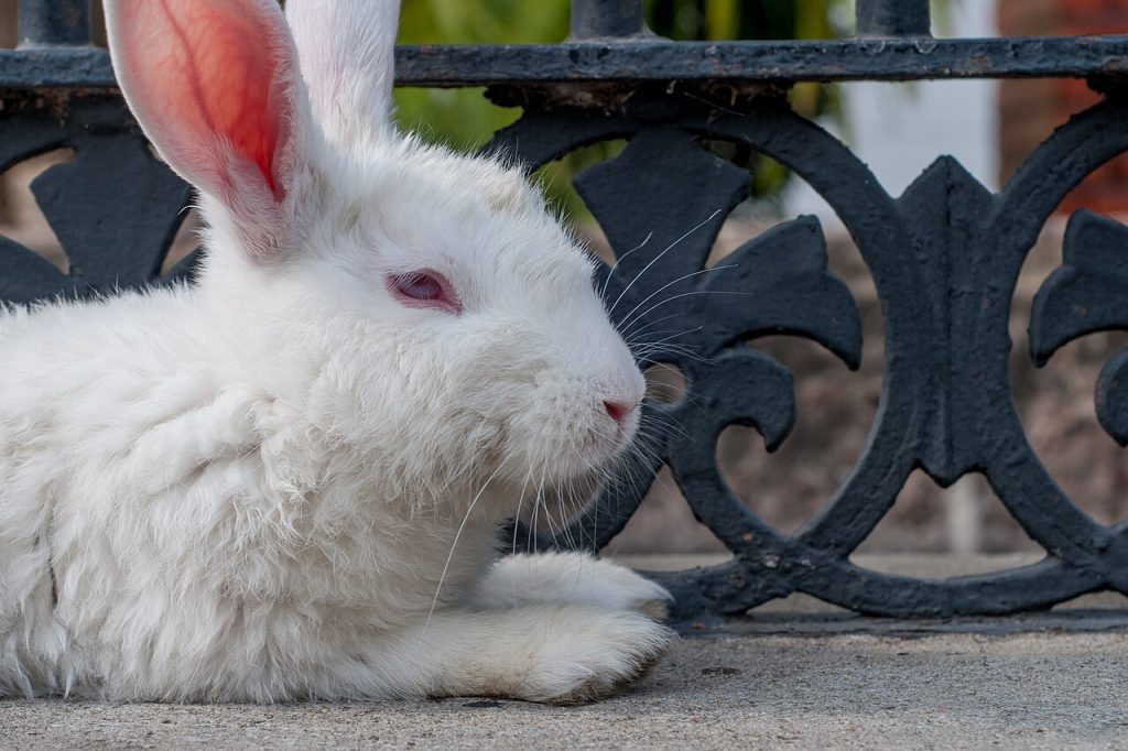 White rabbit resting, for rabbit insurance coverage guide