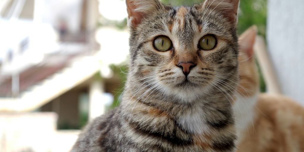 Tabby face cat
