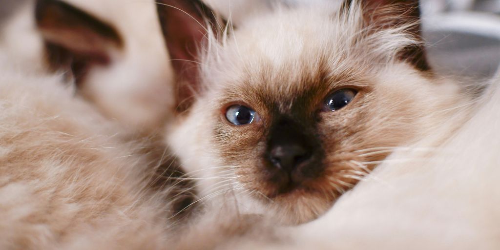 Himalayan siamese longhair face cat
