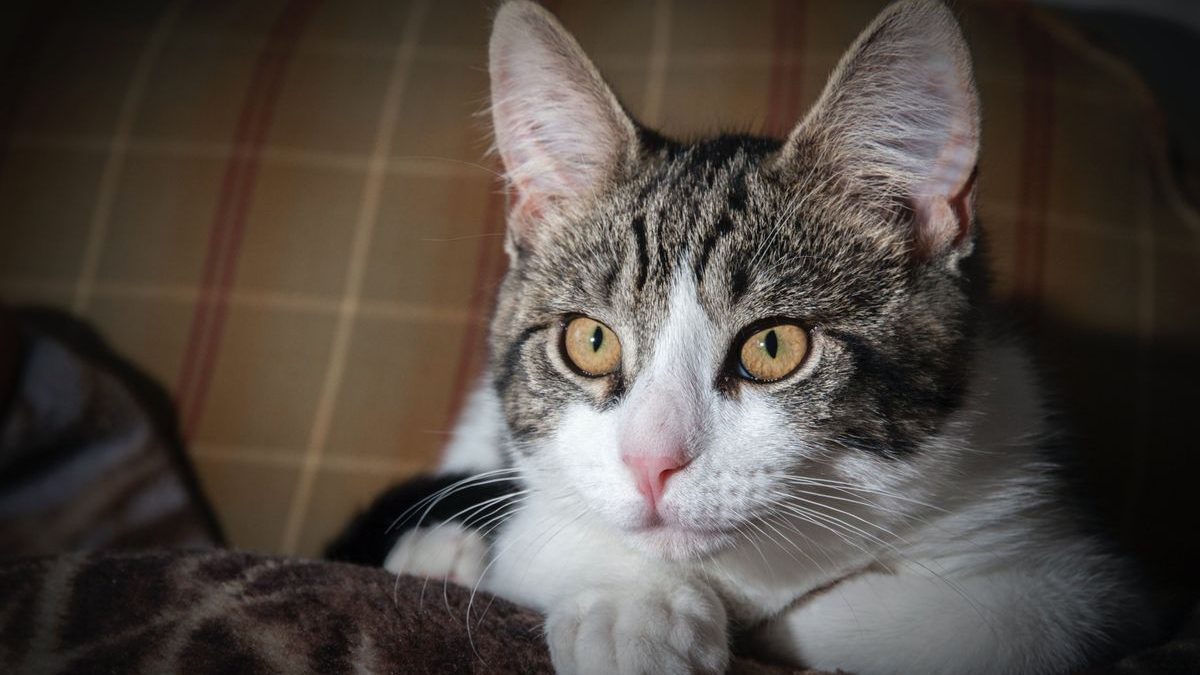 Russian Blue Bengal Mix: A Unique Feline Hybrid