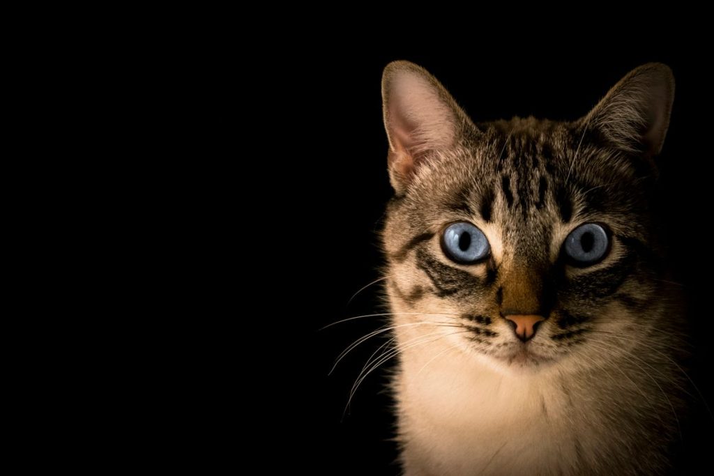 Tabby face eyes cat