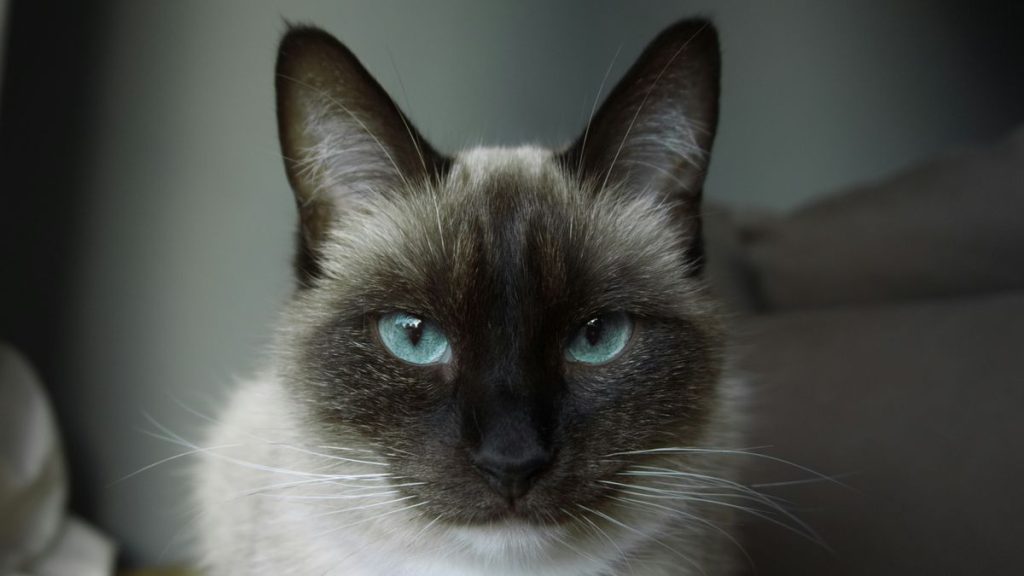 Siamese blue eyes cat