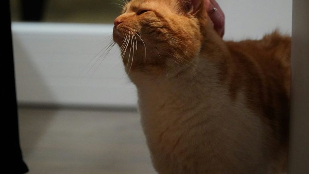 The Debate on Wearing Shoes in Homes with Cats