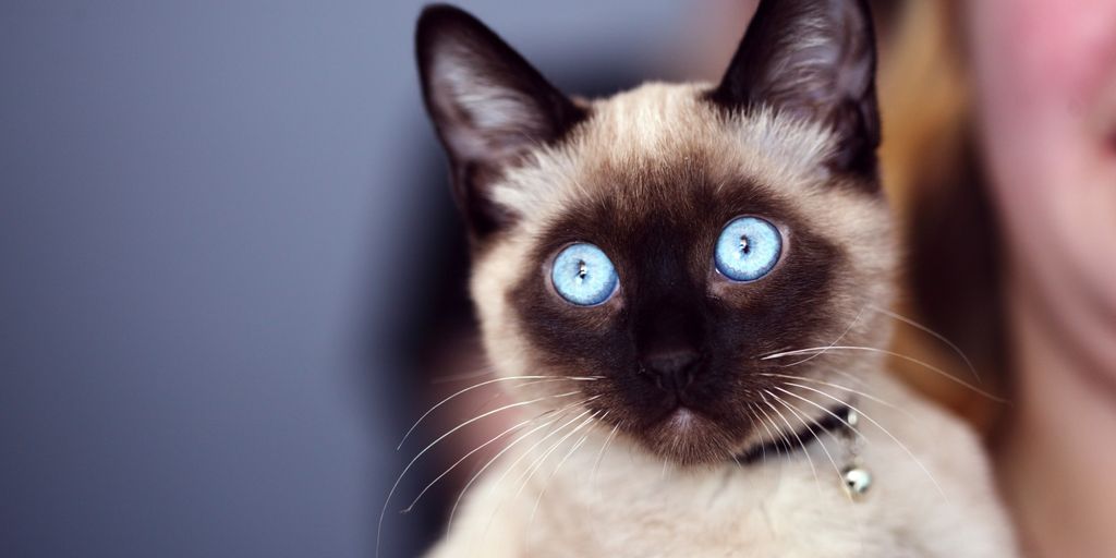 Siamese blue eyes cat