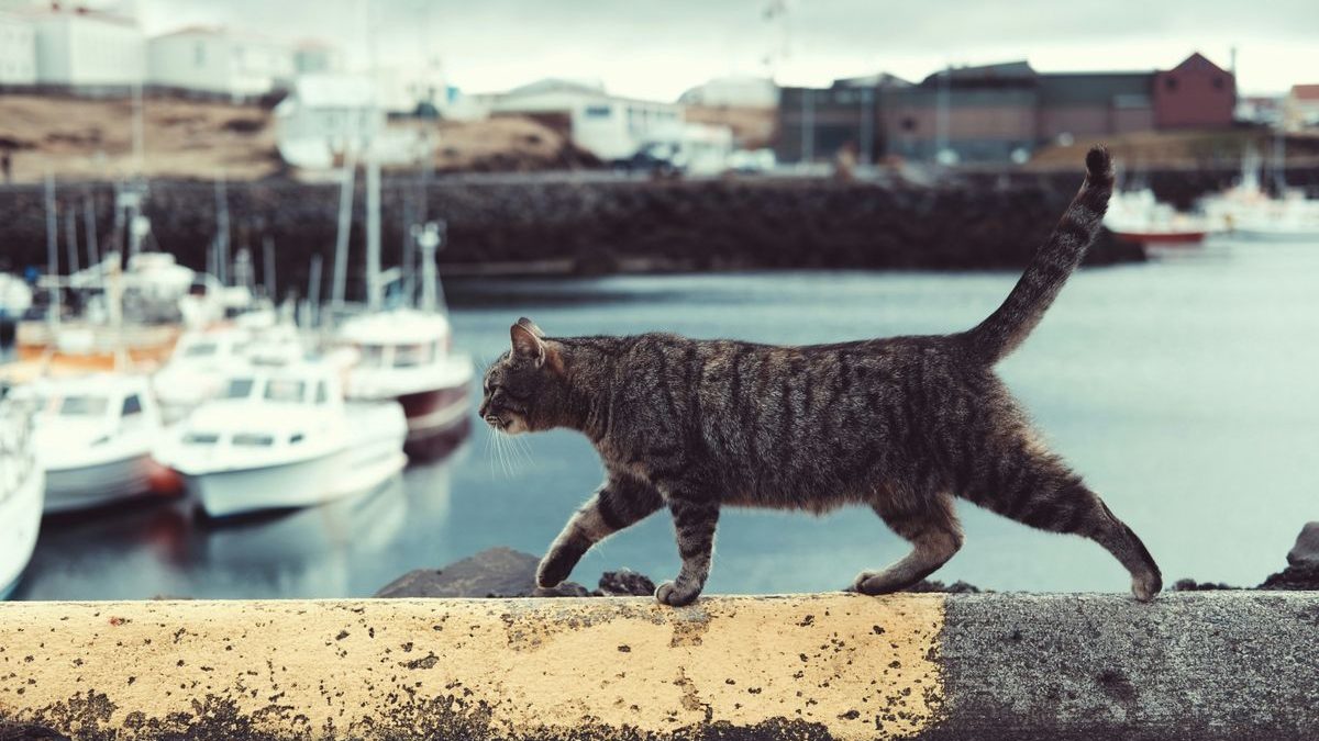 Siamese Munchkin Cat Mix: Characteristics and Care