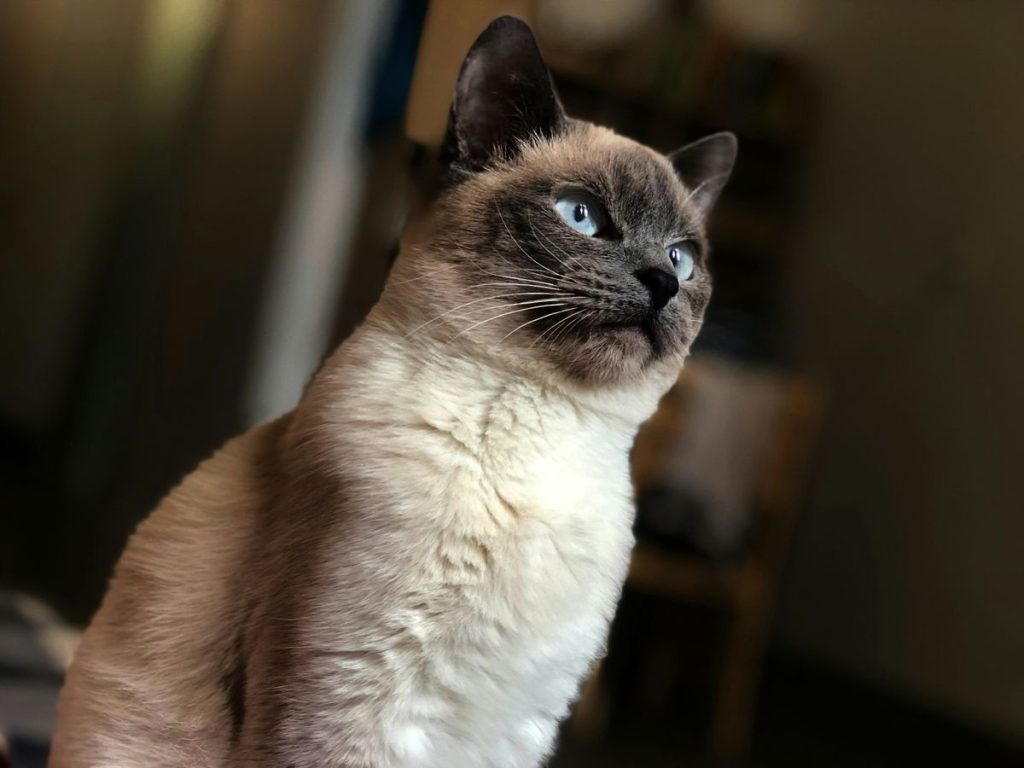 Siamese balinese sitting cat