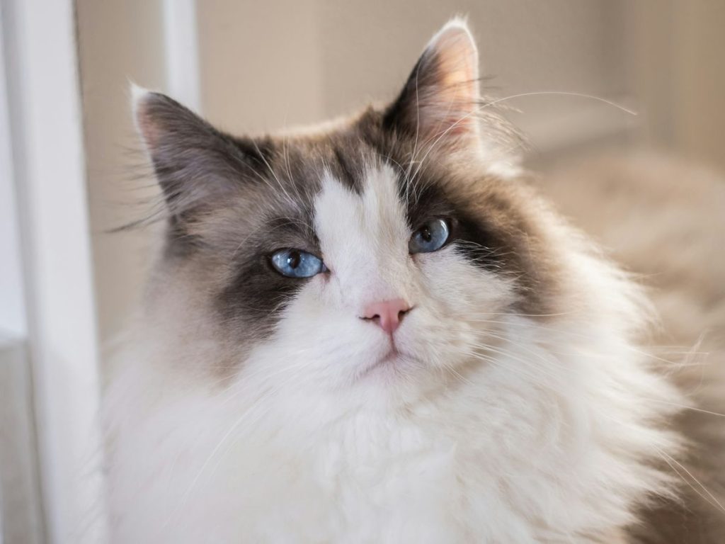 Ragdoll longhair white face cat