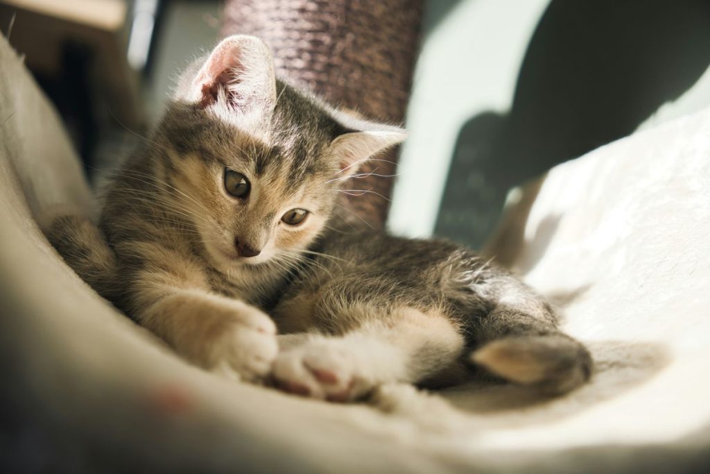 Tabby lying cat