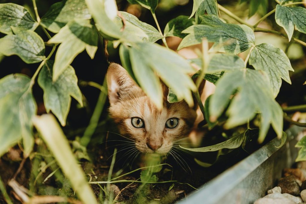 Tabby plants hiding cat