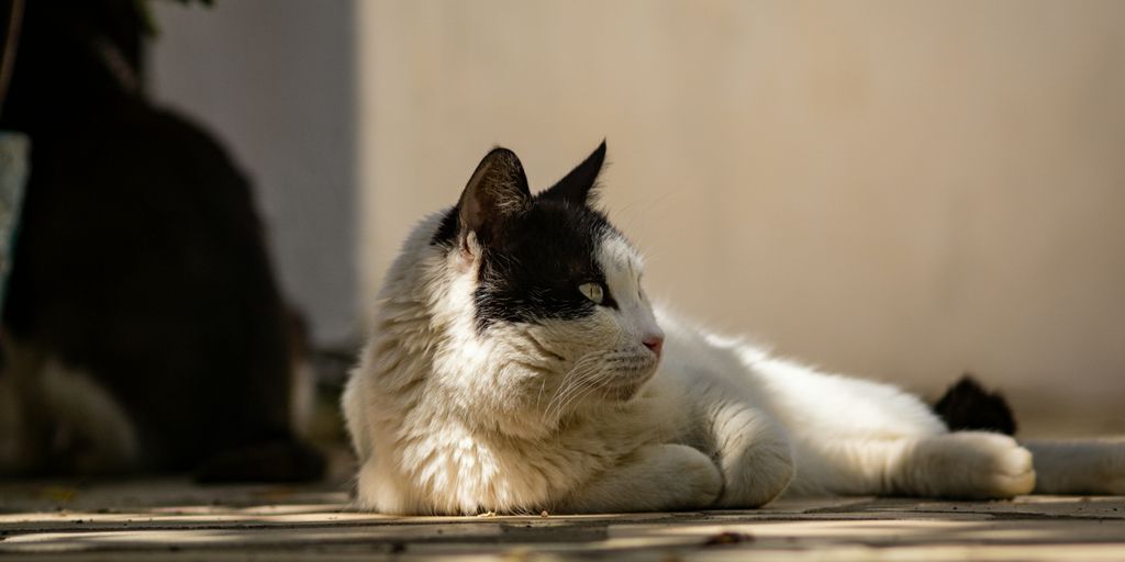 Tabby white lying cat