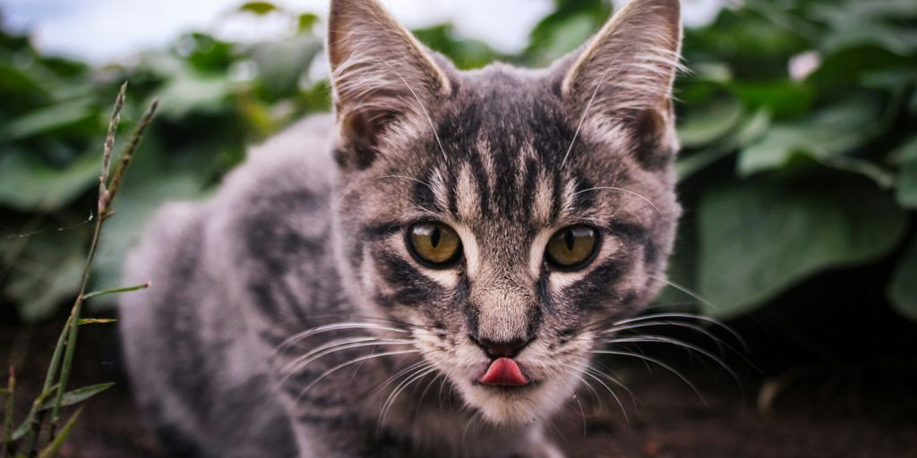 Tabby meowing mouth cat