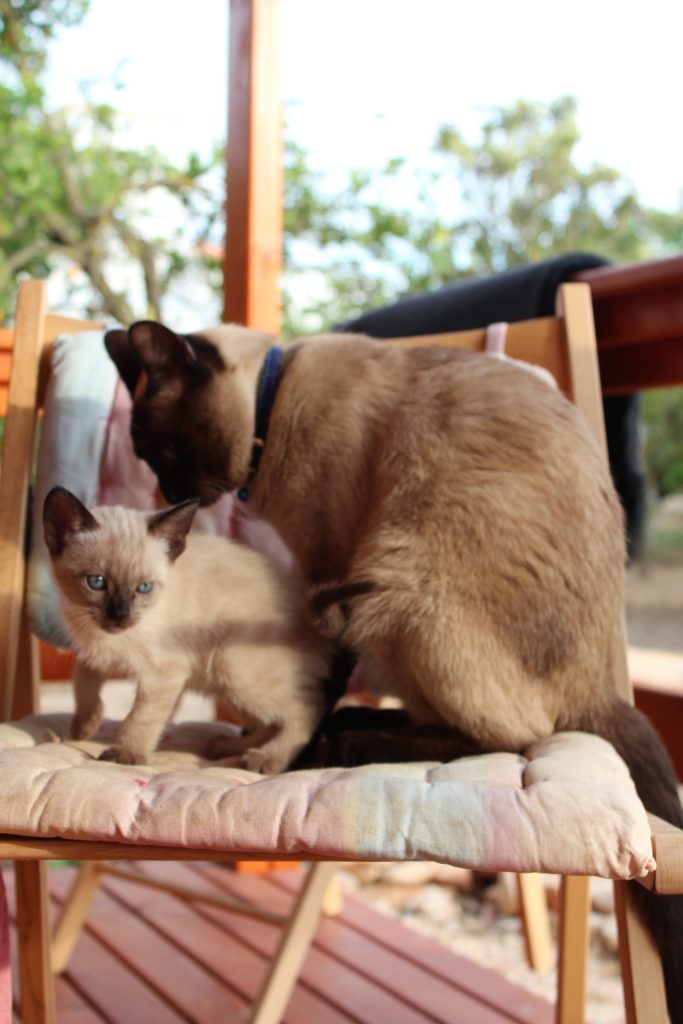 Cats on a chair for classic vs mackerel tabby patterns guide