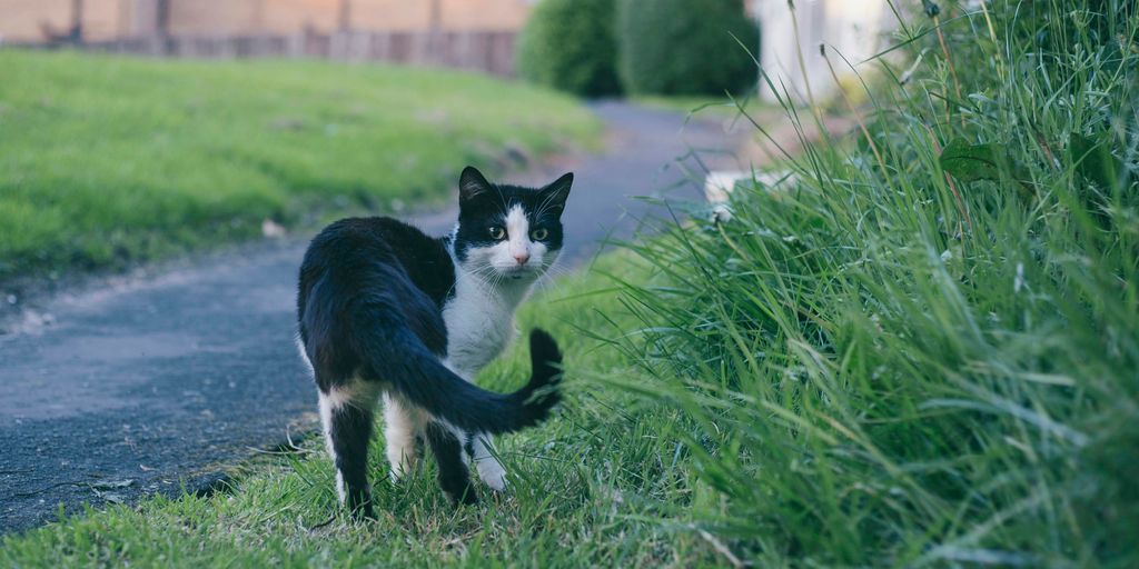 Black white outdoor path cat