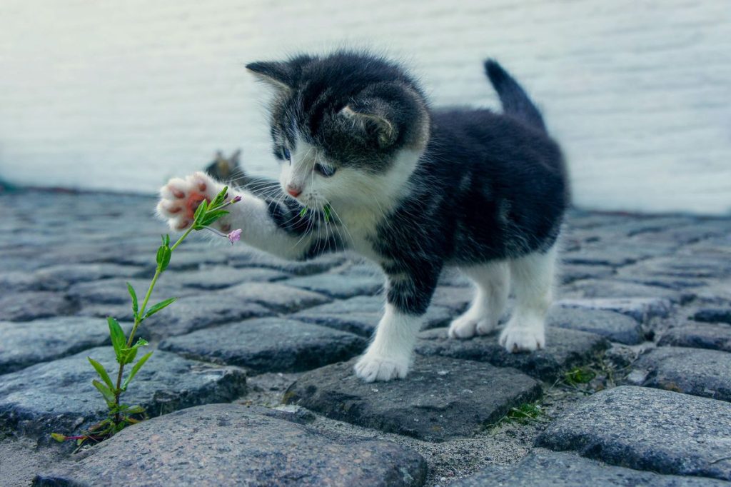 Kitten black white playing flower