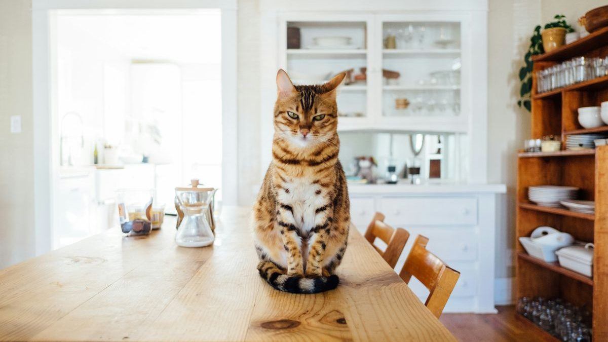 Teaching Your Cat to High-Five: A Fun Training Guide