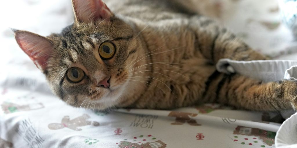 Tabby lying blanket cat