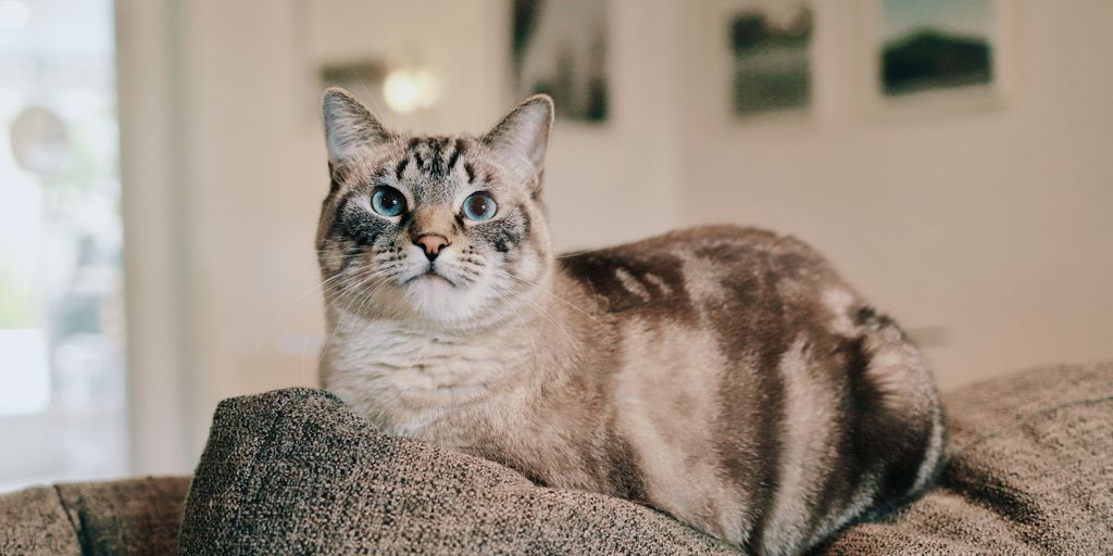 Tabby white lying cat
