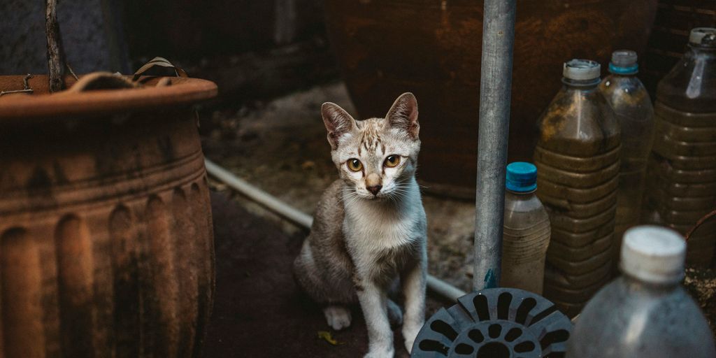 Tabby white kitchen cat
