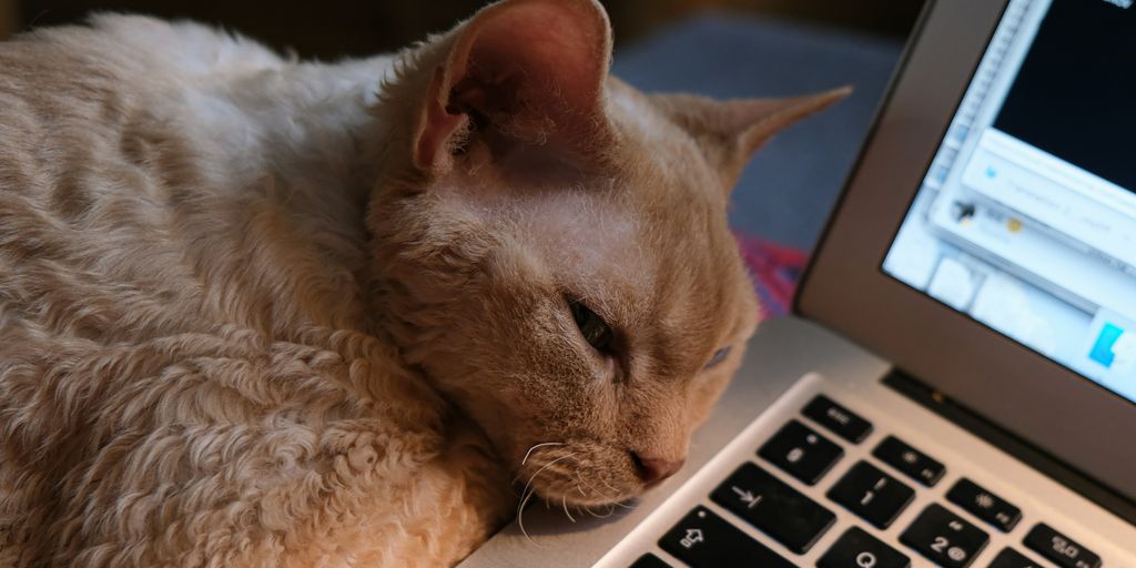 Orange laptop sleeping cat