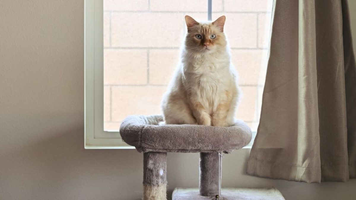 Best Cat Breeds for Low-Maintenance Pet Owners