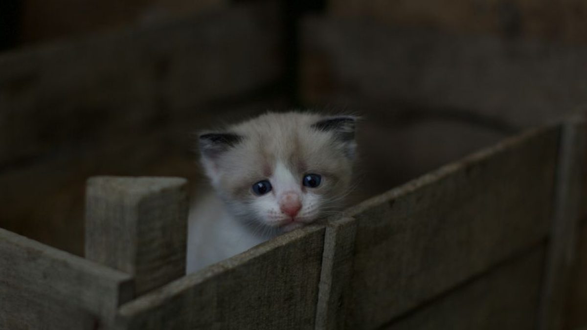 The Best Cat Breeds for People Who Love to Cuddle