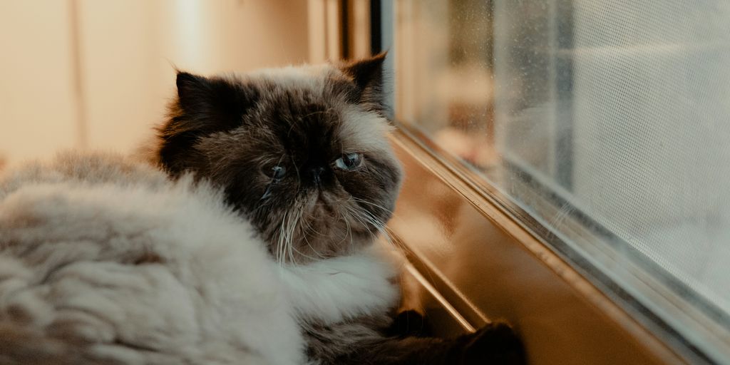Gray grey longhair window cat