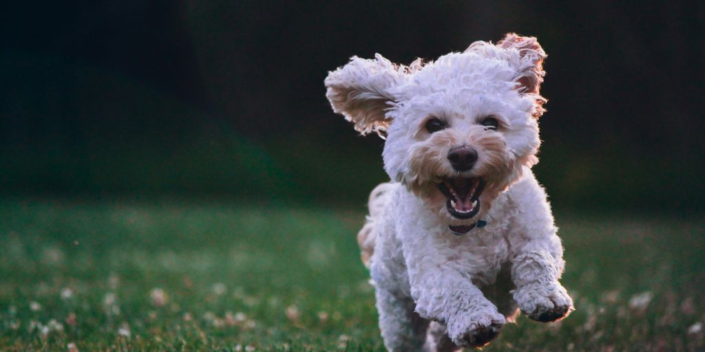 Dog running