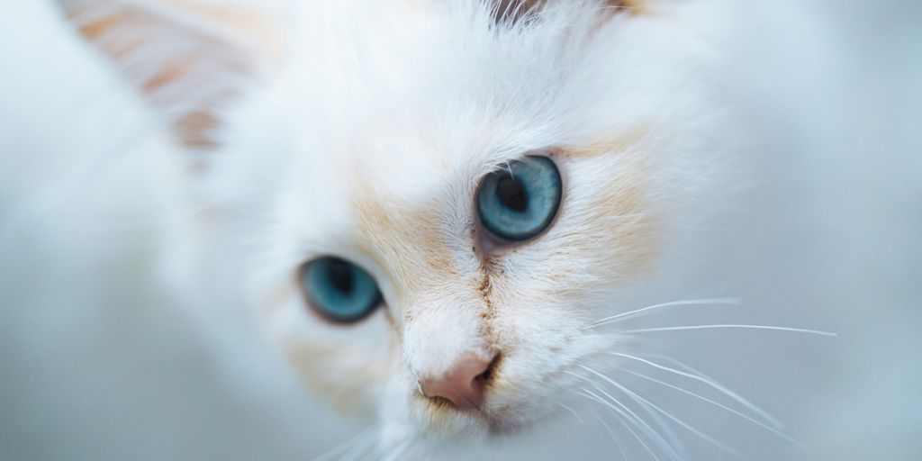 White longhair blue eyes face cat