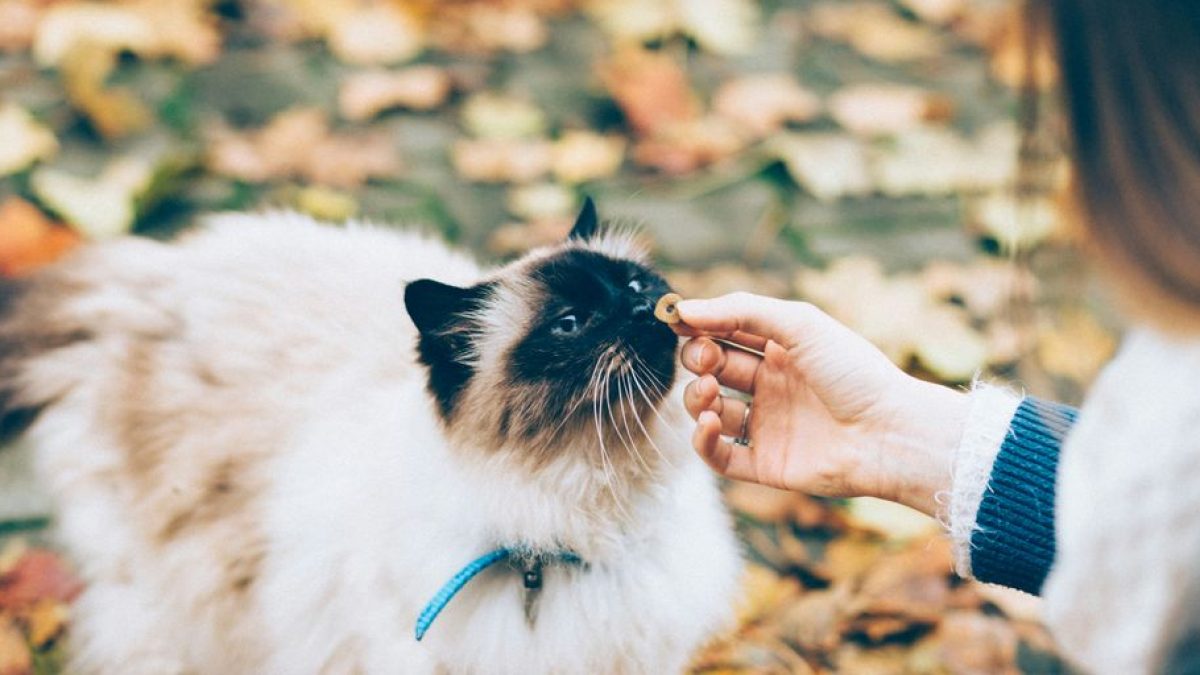 Best Cat Foods for Older Cats With Bad Teeth