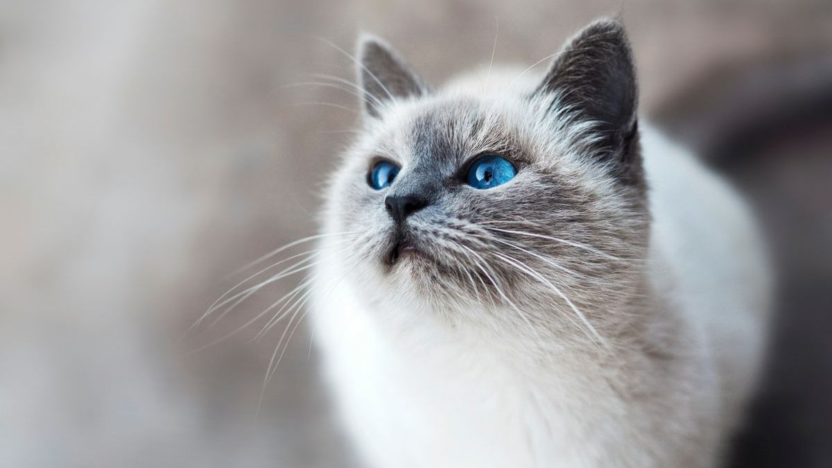 The Best Cat Litters of 2024: A Comprehensive Review