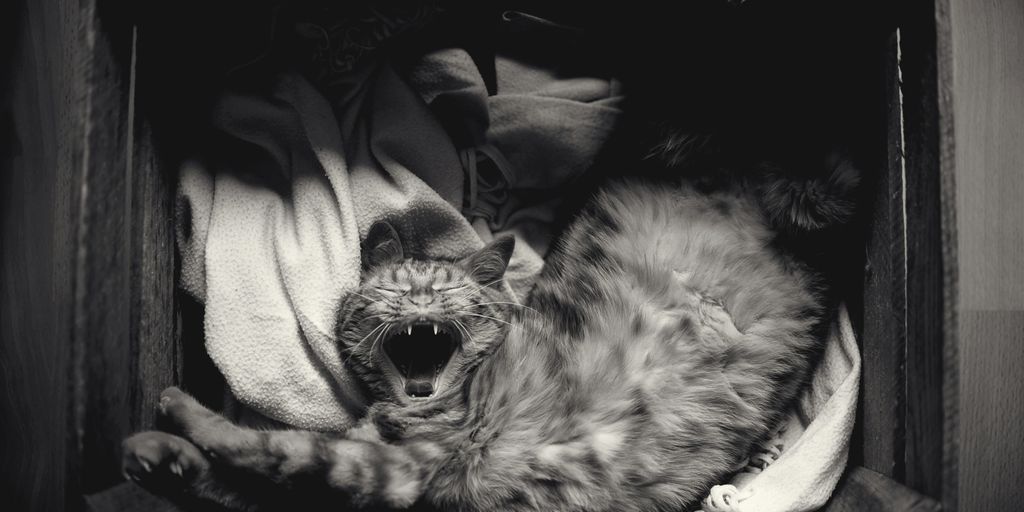 Kittens black-and-white photo
