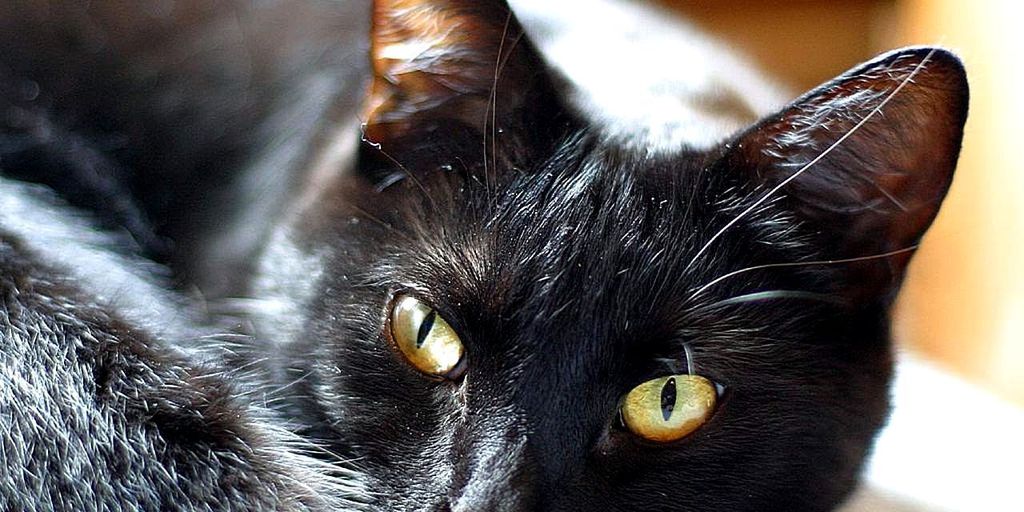 Black yellow eyes face cat
