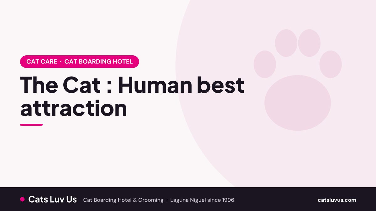 The Cat : Human best attraction