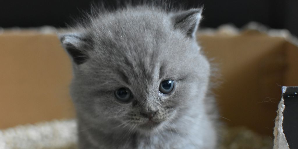 Gray grey kitten british shorthair