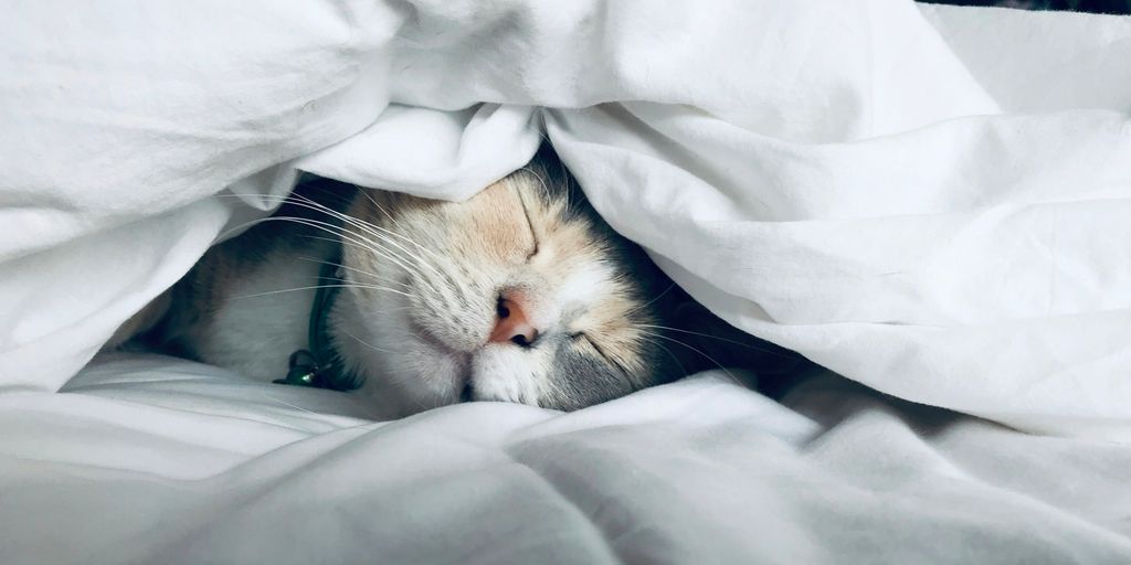 Kitten hiding sleeping white
