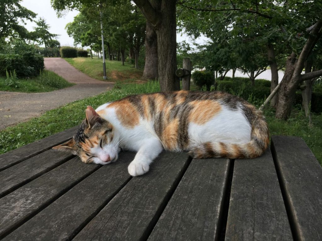 Calico outdoor table lying cat