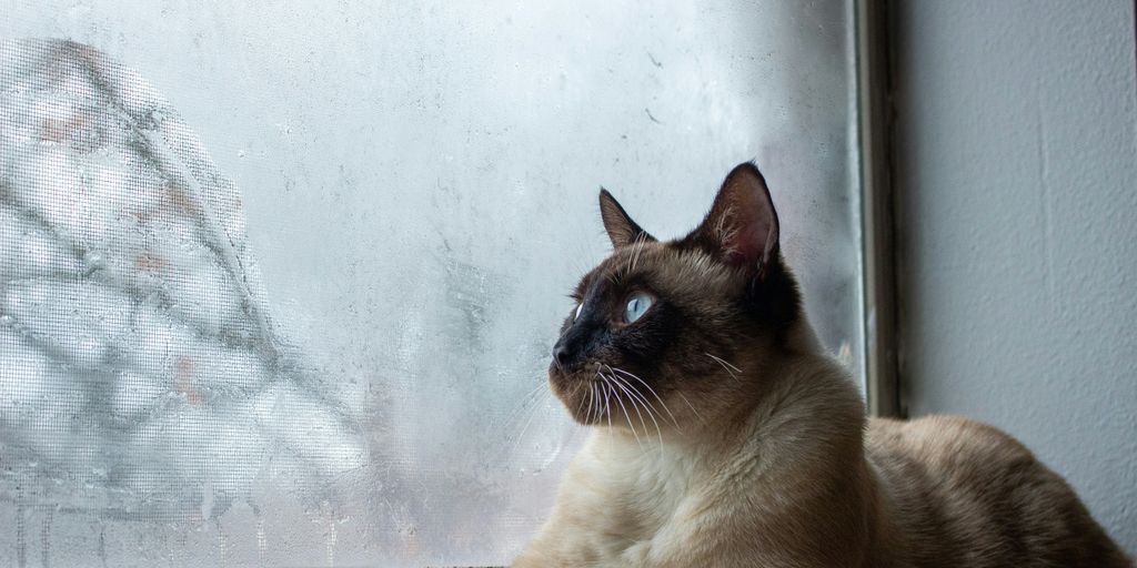 Siamese window cat