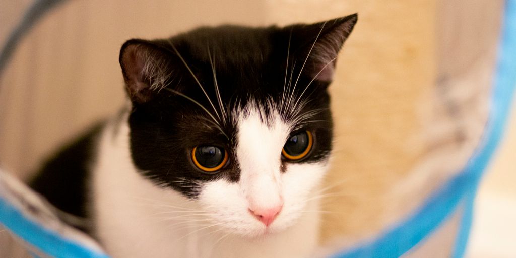 Black white tuxedo cat