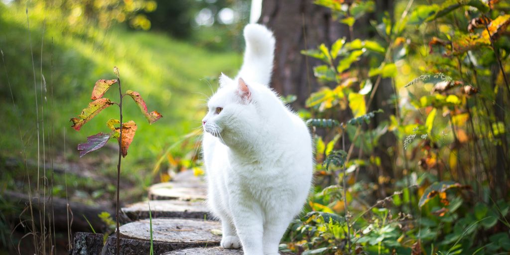 White outdoor garden cat