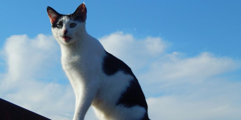 Black white outdoor sky cat