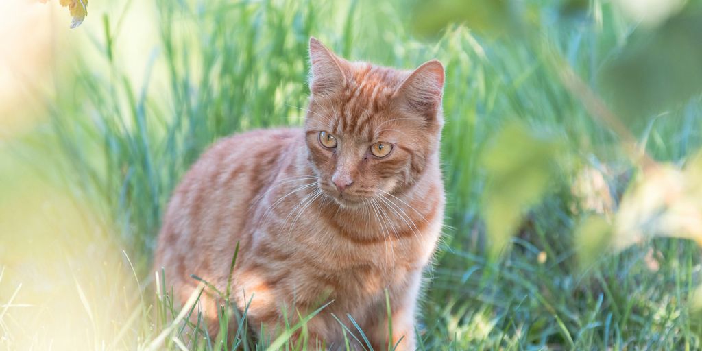 Garden mulch alternatives for cat homes