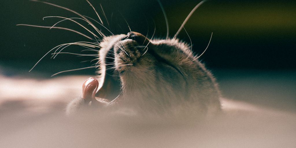 Spider management in homes with cats