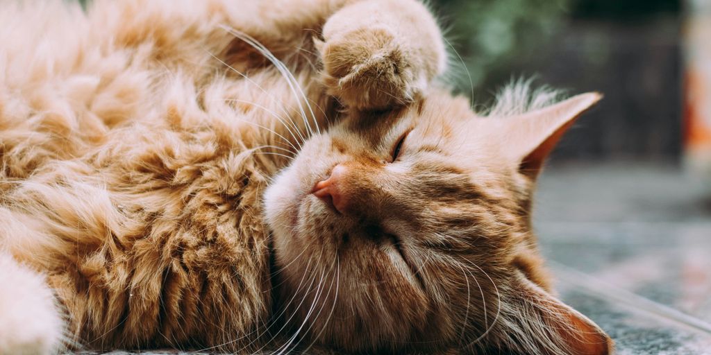 Orange cat sleeping, for an article on whether cats can eat Vaseline
