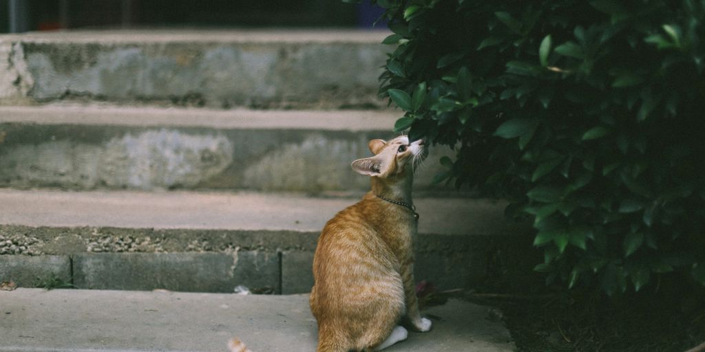 Orange tabby cat with its tail visible sitting on steps