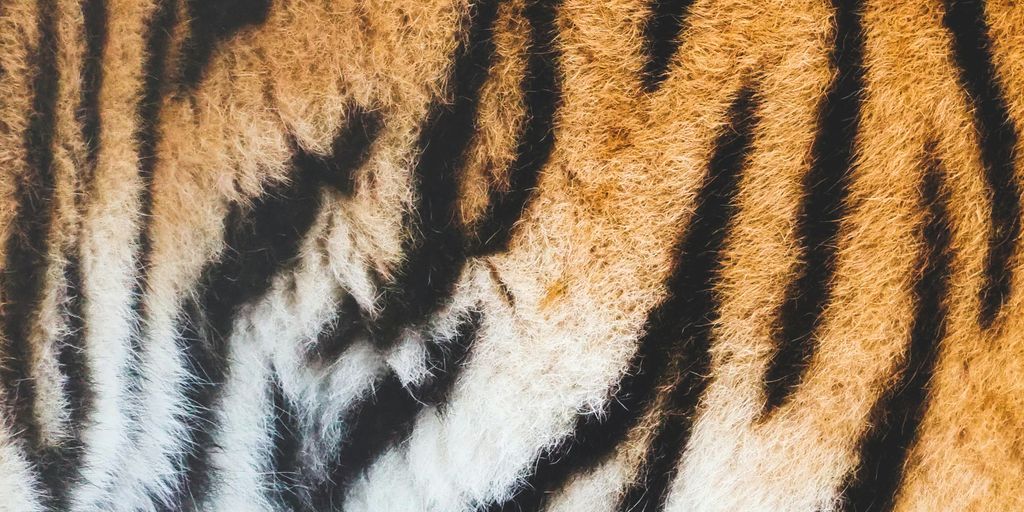 Tiger fur stripes