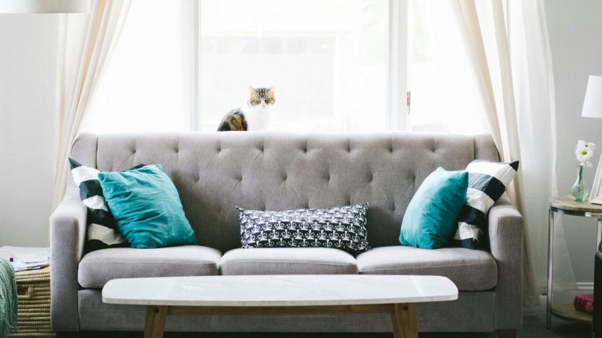 Tips for Cleaning Blinds in Cat Homes