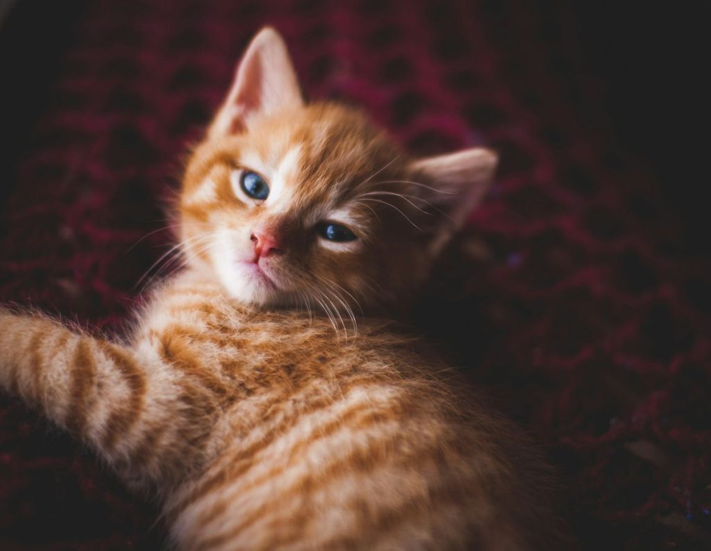 Orange ginger kitten